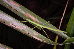 Graeffea crouanii