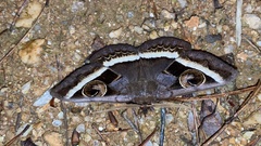 Metopta rectifasciata