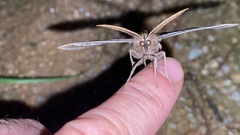 Metopta rectifasciata