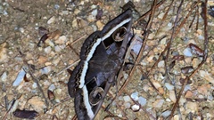 Metopta rectifasciata