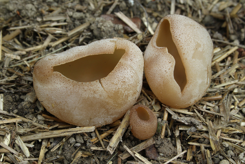 blistered cup