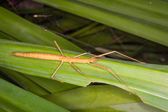Graeffea crouanii