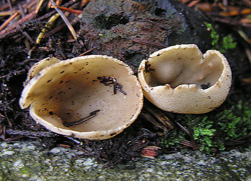 blistered cup