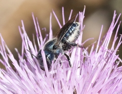 Osmia texana