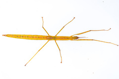 Graeffea crouanii