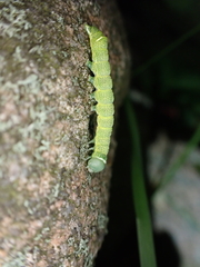 Orthosia cerasi