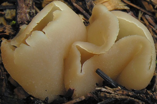 blistered cup