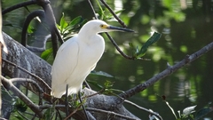 Egretta thula
