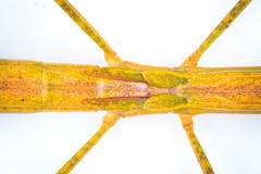 Graeffea crouanii