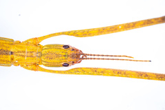 Graeffea crouanii