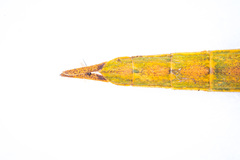 Graeffea crouanii