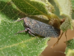 Allygianus