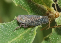 Allygianus