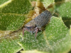 Allygianus
