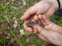 Incilius melanochlorus