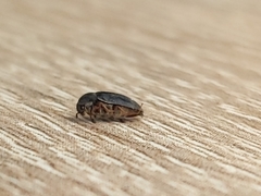 Attagenus unicolor