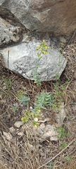 Hypericum lanuginosum