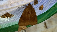 Chrysorithrum amatum