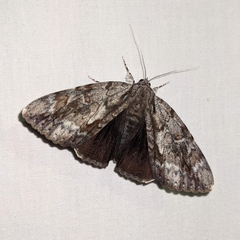 Catocala insolabilis