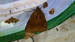 Chrysorithrum amatum