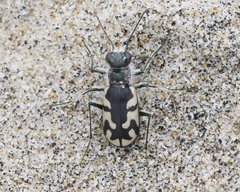 Cicindela latesignata