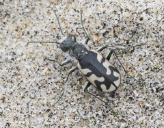 Cicindela latesignata