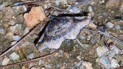 Pangrapta