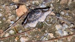Pangrapta