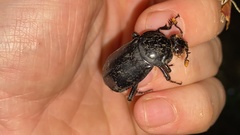 Nicrophorus concolor