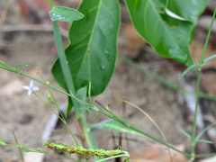 Kohautia aspera