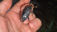 Nicrophorus concolor