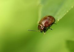 Chrysolina polita