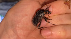 Nicrophorus concolor