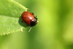 Chrysolina polita