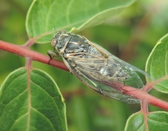 Cicadatra platyptera