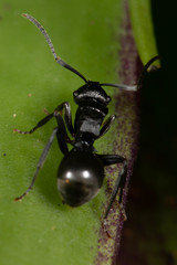 Polyrhachis phryne