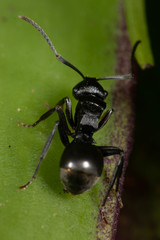 Polyrhachis phryne