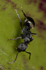 Polyrhachis phryne