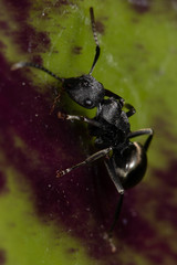 Polyrhachis phryne