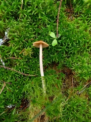 Entoloma pallescens