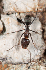 Iridomyrmex rufoniger