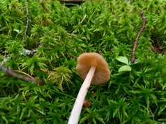 Entoloma pallescens