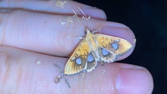 Nosophora semitritalis