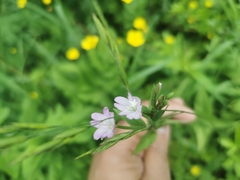 Epilobium ciliatum