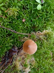 Entoloma pallescens