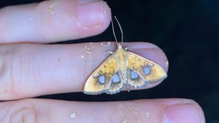 Nosophora semitritalis