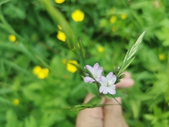 Epilobium ciliatum