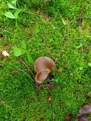 Entoloma pallescens