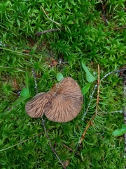 Entoloma pallescens