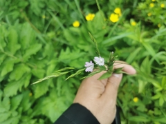 Epilobium ciliatum